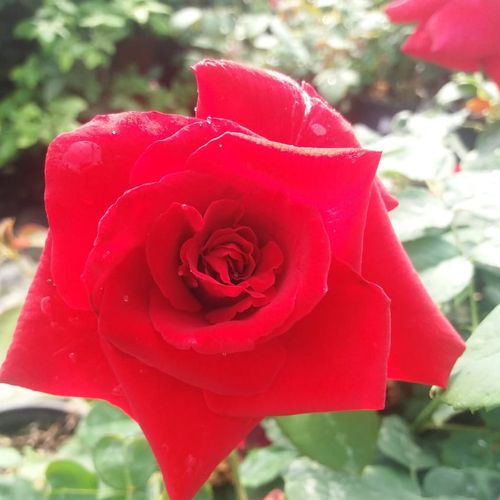 Rojo claro - Árbol de Rosas Híbrido de Té - rosal de pie alto- forma de corona de tallo recto